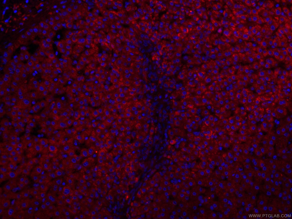 CoraLite®594-conjugated CRP Monoclonal antibody