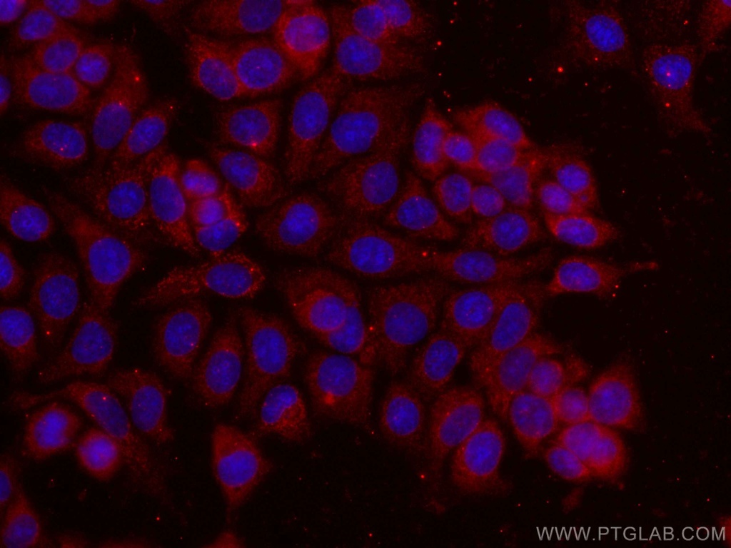 CoraLite®594-conjugated 14-3-3 Sigma Monoclonal antibody