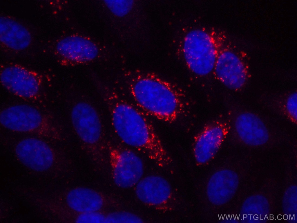CoraLite®594-conjugated Alpha 1B-Glycoprotein Monoclonal antibody