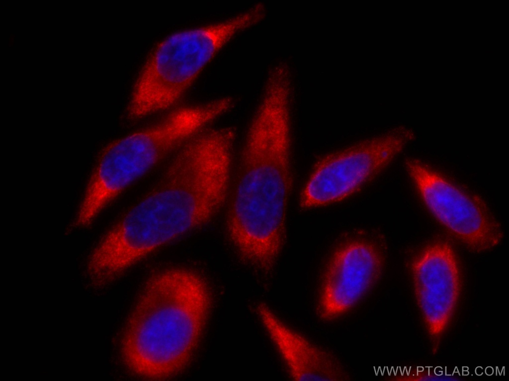 CoraLite®594-conjugated PAI-1 Monoclonal antibody