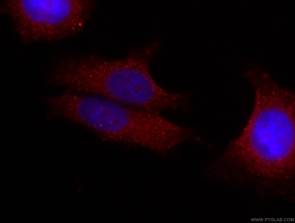 CoraLite®594-conjugated FRS2 Monoclonal antibody