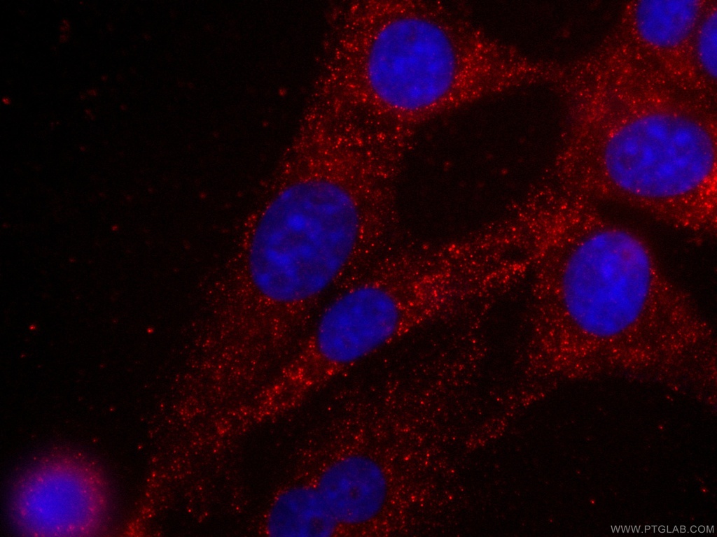 CoraLite®594-conjugated MYL3 Monoclonal antibody