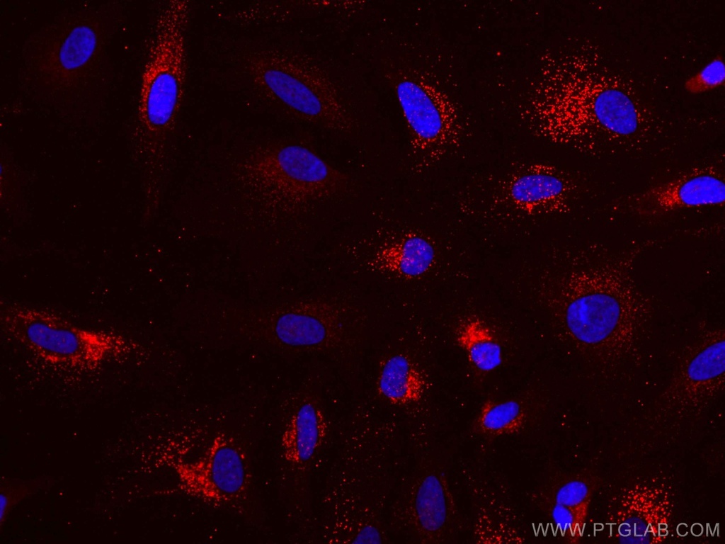CoraLite®594-conjugated TRAF3 Monoclonal antibody