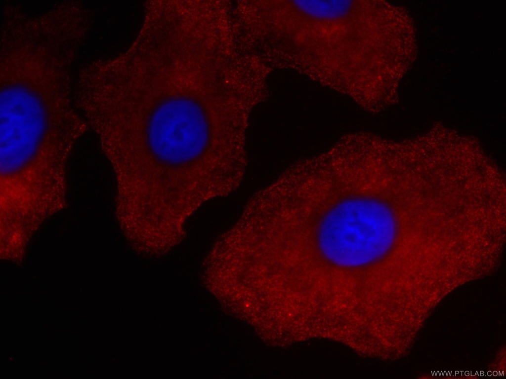 CoraLite®594-conjugated RSPO3 Monoclonal antibody