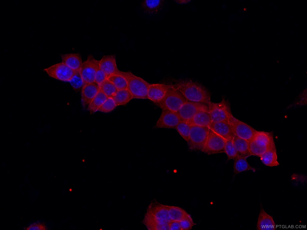 CoraLite®594-conjugated EPCAM Monoclonal antibody