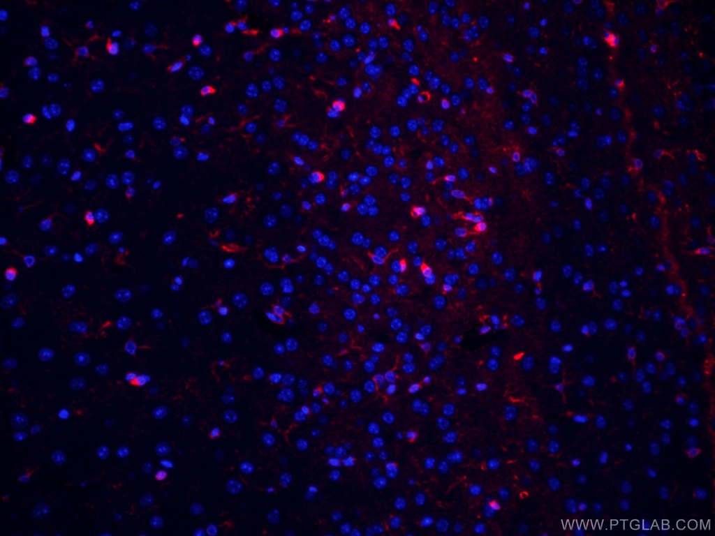 CoraLite®594-conjugated Glutamine Synthetase Monoclonal antibody