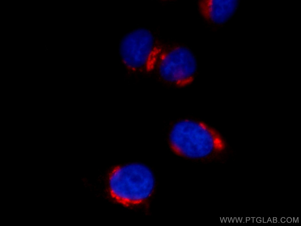CoraLite®594-conjugated GP73/GOLPH2 Monoclonal antibody
