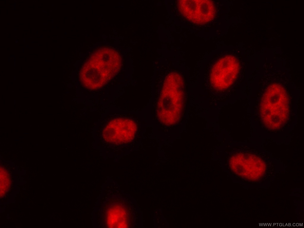 CoraLite®594-conjugated NUDT21 Monoclonal antibody