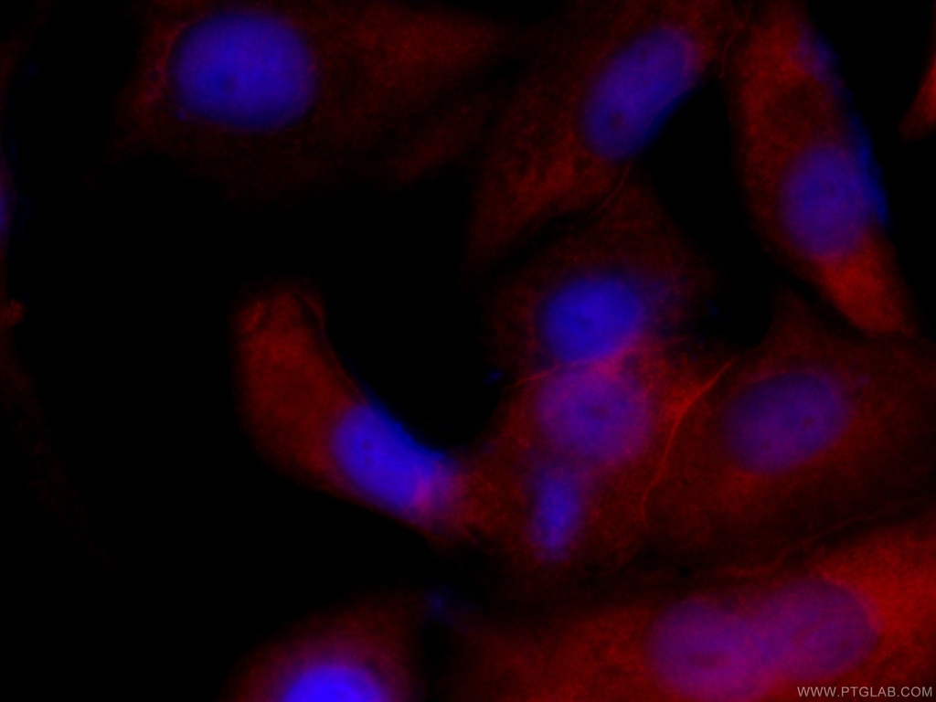 CoraLite®594-conjugated Annexin A1 Monoclonal antibody