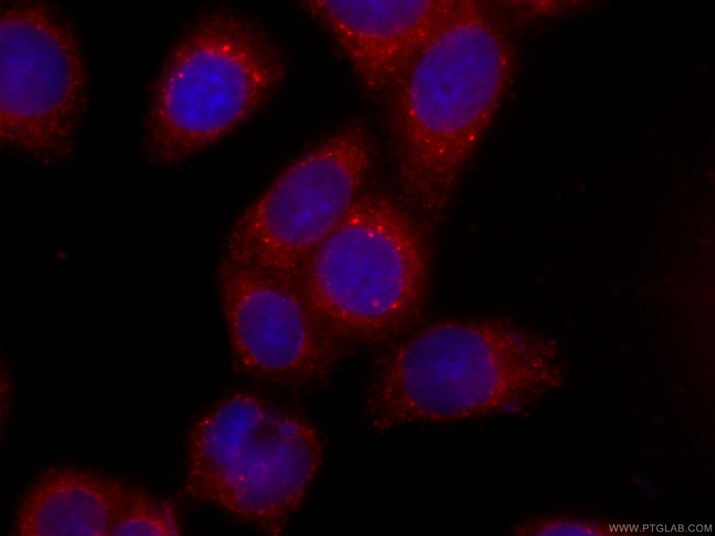 CoraLite®594-conjugated ERp72 Monoclonal antibody