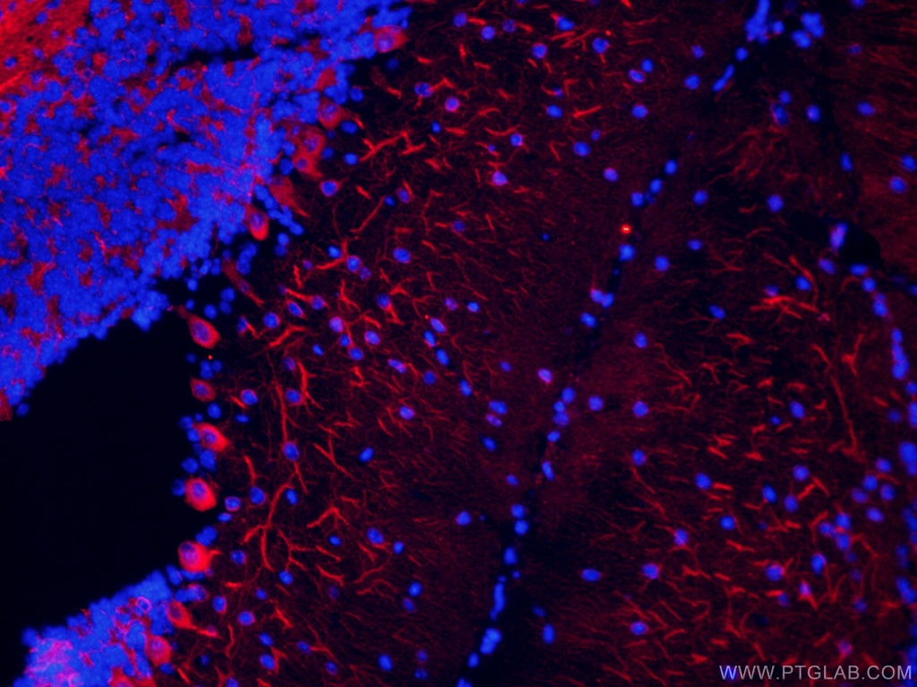 CoraLite®594-conjugated TUBB3-specific Monoclonal antibody