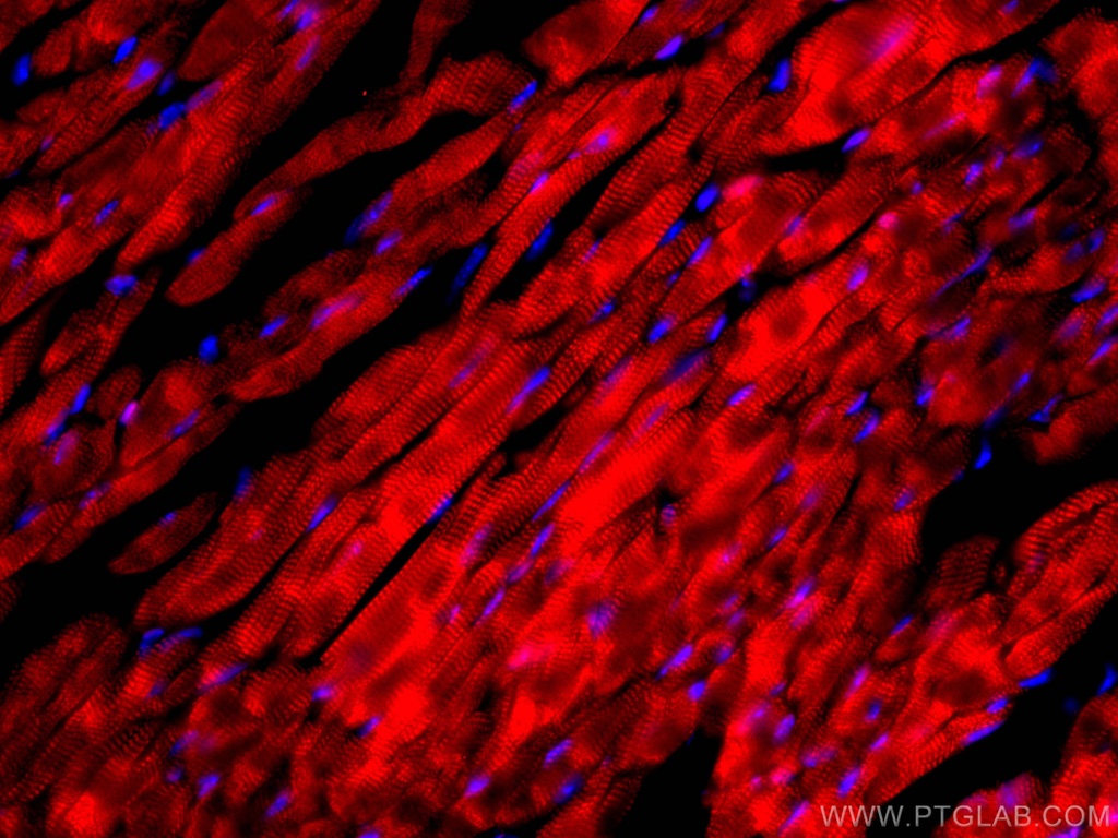 CoraLite®594-conjugated Cardiac Troponin I Monoclonal antibody