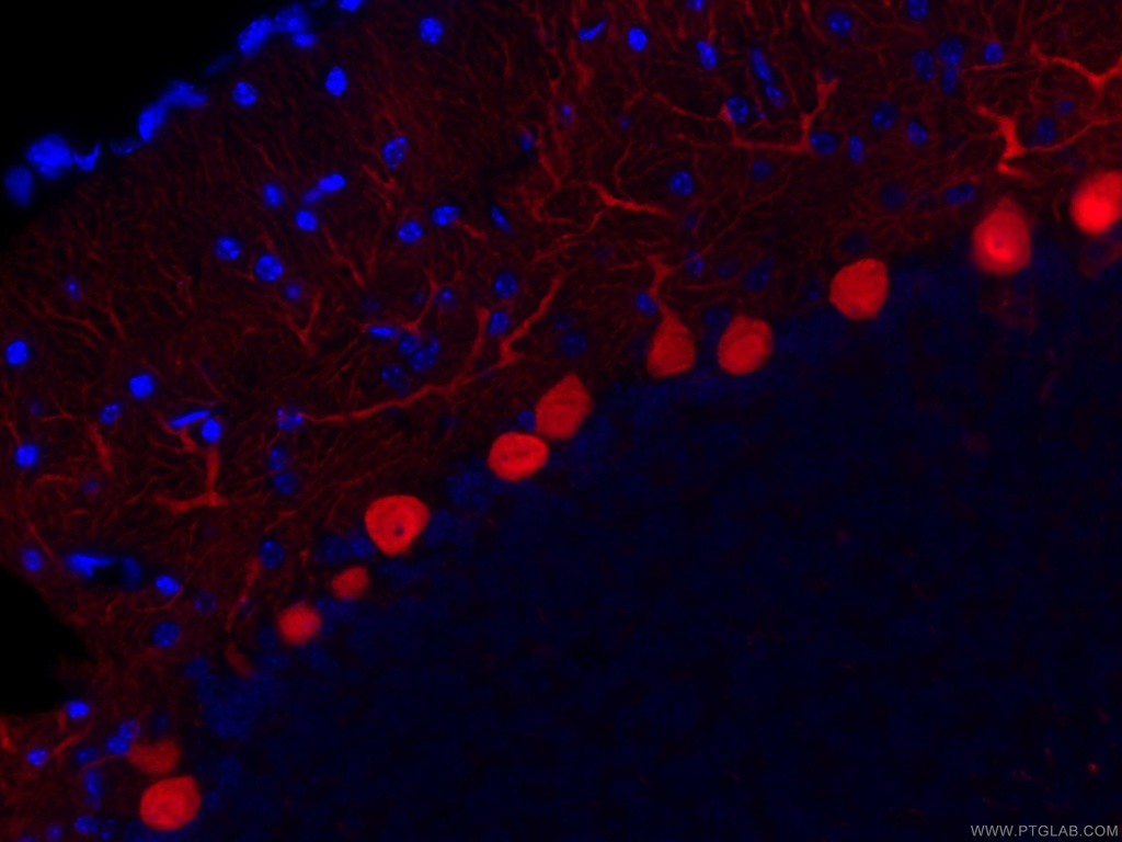 CoraLite®594-conjugated Calbindin-D28k Monoclonal antibody
