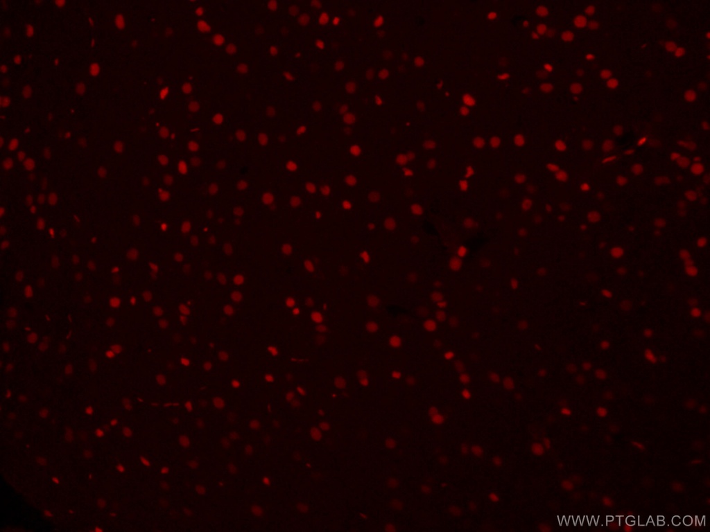 CoraLite®594-conjugated SOX2 Monoclonal antibody