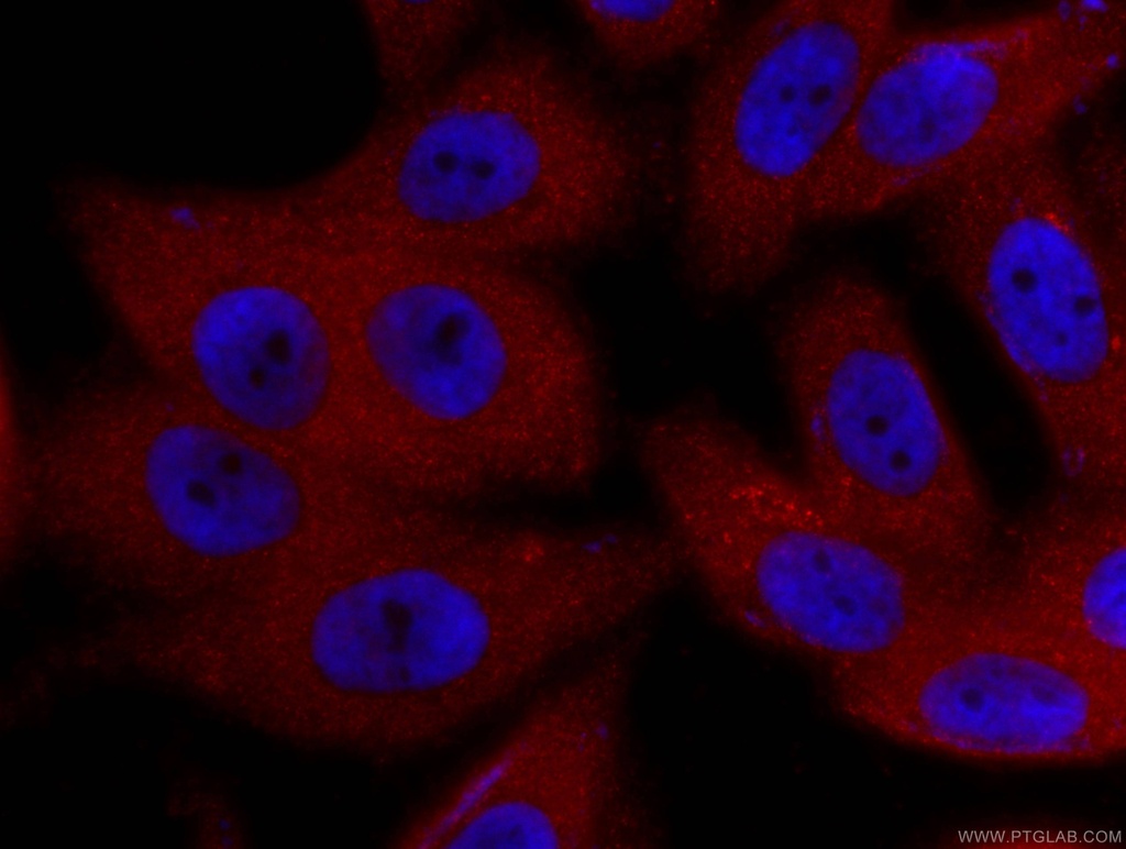 CoraLite®594-conjugated ZC3HAV1 Monoclonal antibody