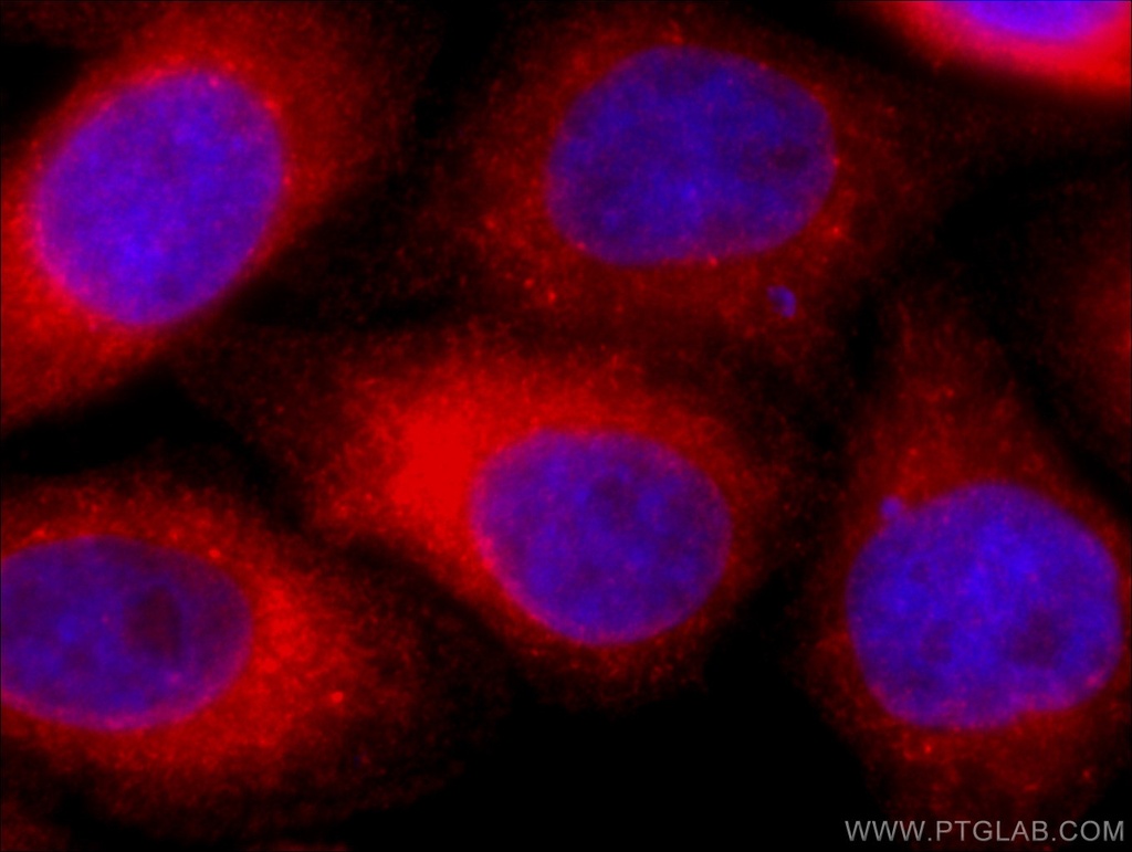 CoraLite®594-conjugated PDI Monoclonal antibody