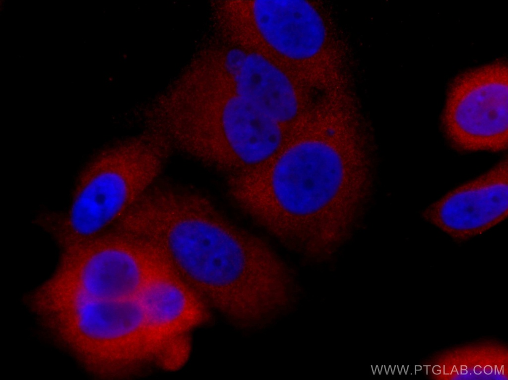 CoraLite®594-conjugated GDI1 Monoclonal antibody