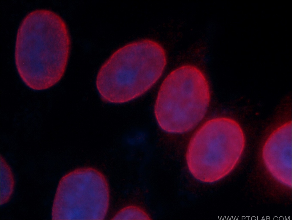 CoraLite®594-conjugated Heavy chain of Rabbit IgG Monoclonal antibody