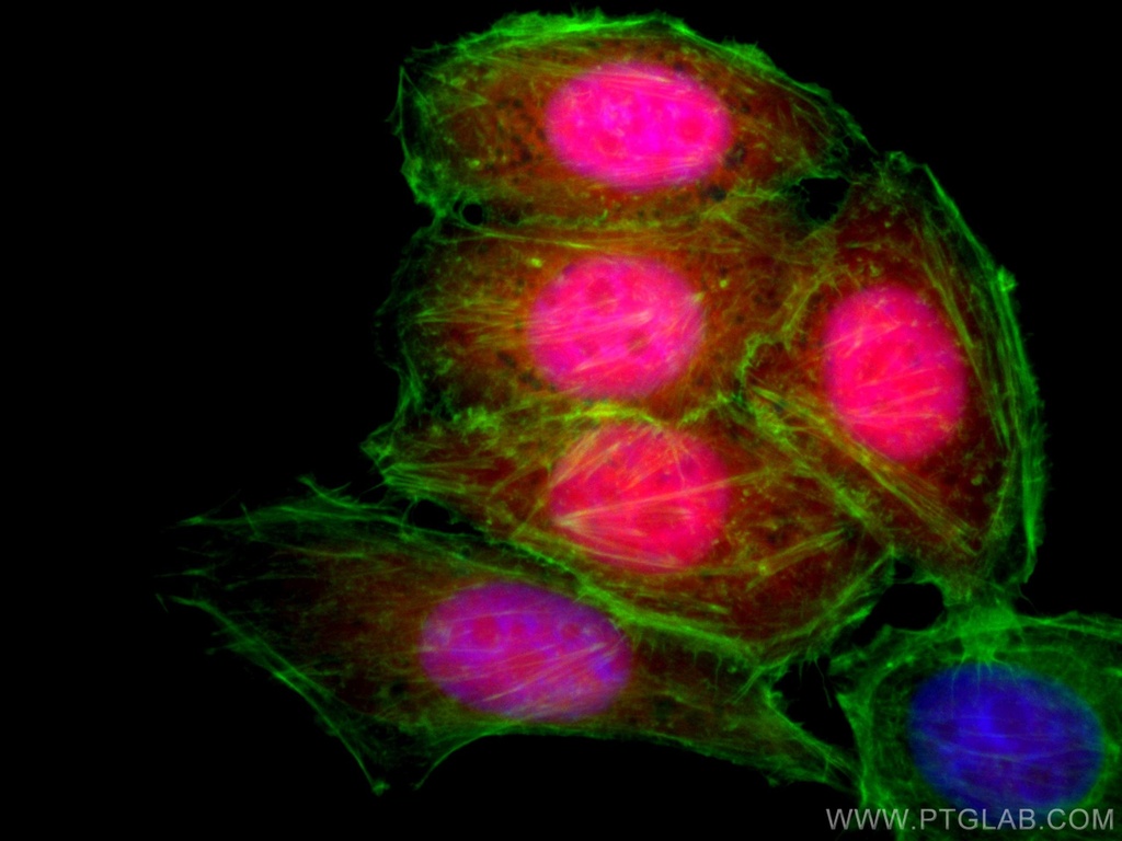 CoraLite®594-conjugated TXN Monoclonal antibody