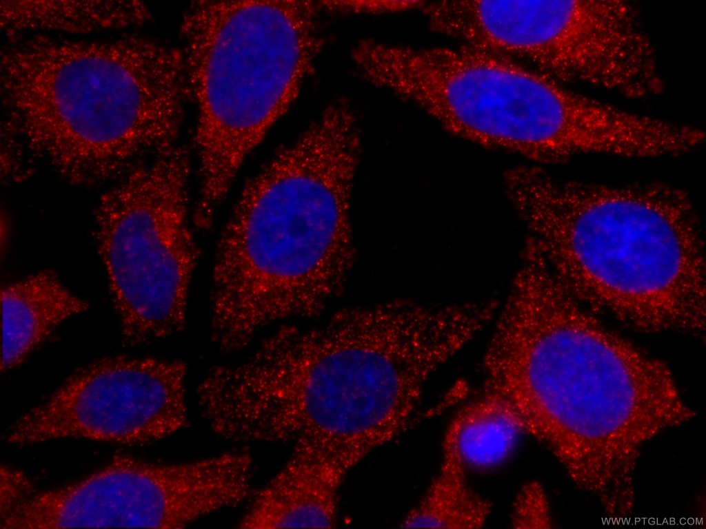 CoraLite®594-conjugated CLTC Monoclonal antibody