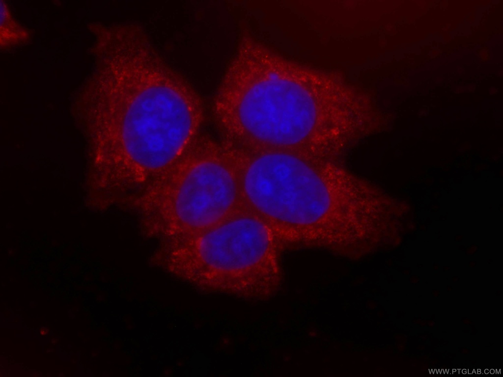 CoraLite®594-conjugated NRG1 Monoclonal antibody