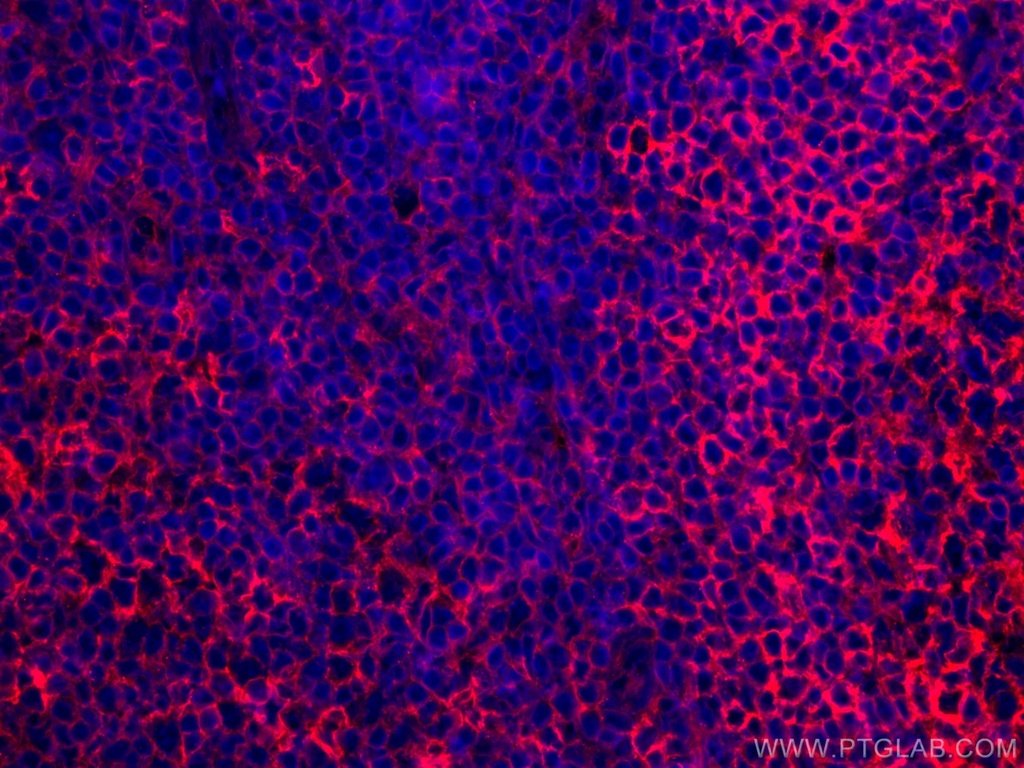 CoraLite®594-conjugated HLA-E Monoclonal antibody