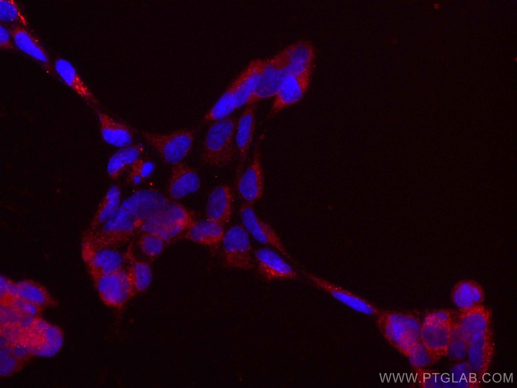 CoraLite®594-conjugated AP5Z1/SPG48 Monoclonal antibody