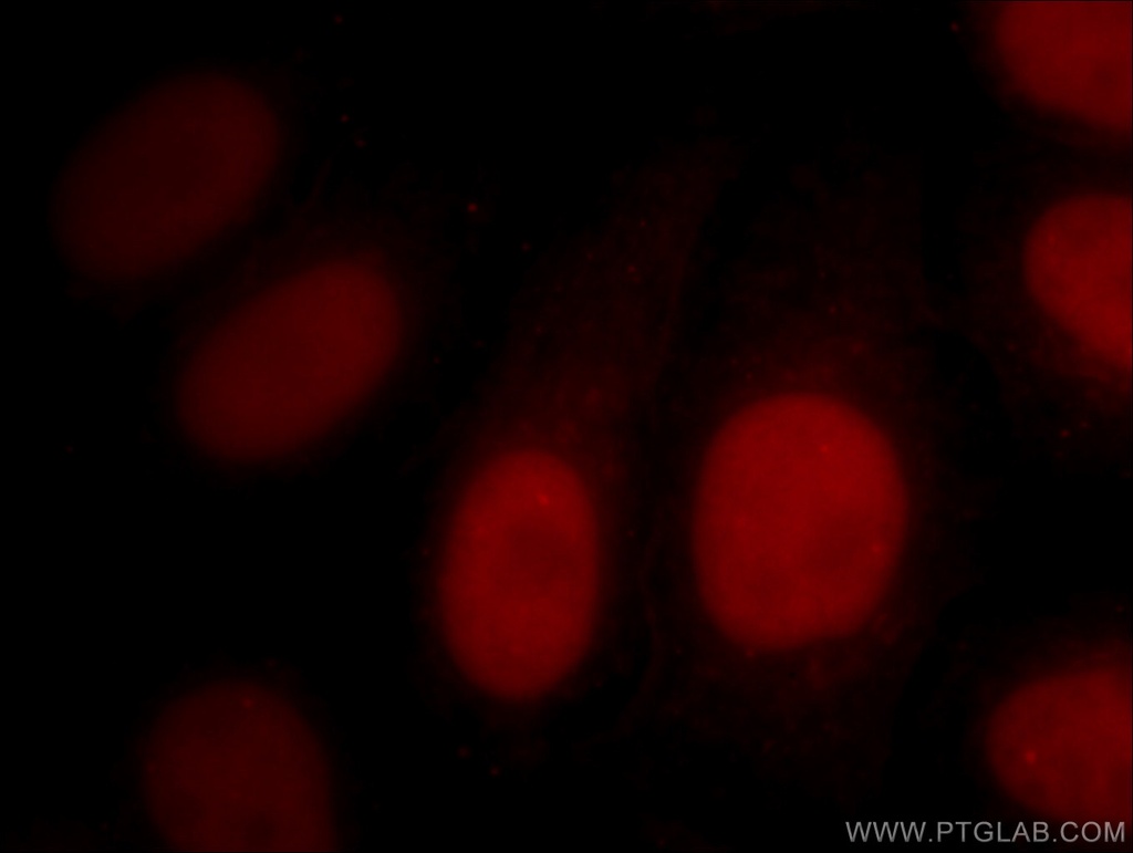 CoraLite®594-conjugated SMARCA4 Monoclonal antibody