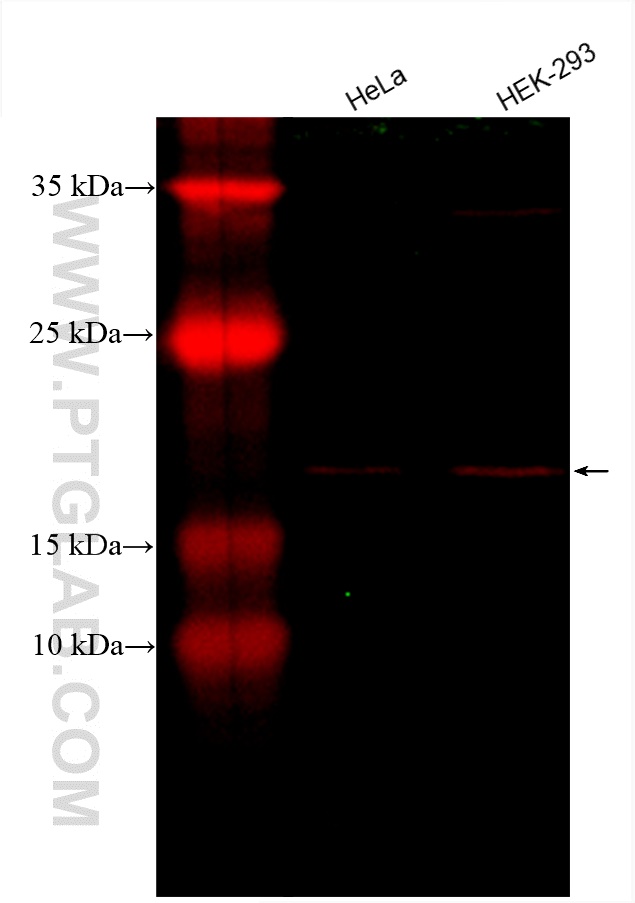 CoraLite®594-conjugated TOMM22 Monoclonal antibody
