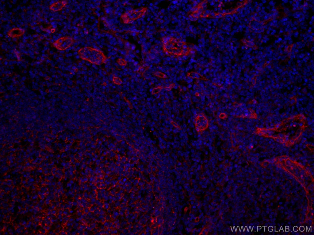 CoraLite®594-conjugated CD151 Monoclonal antibody