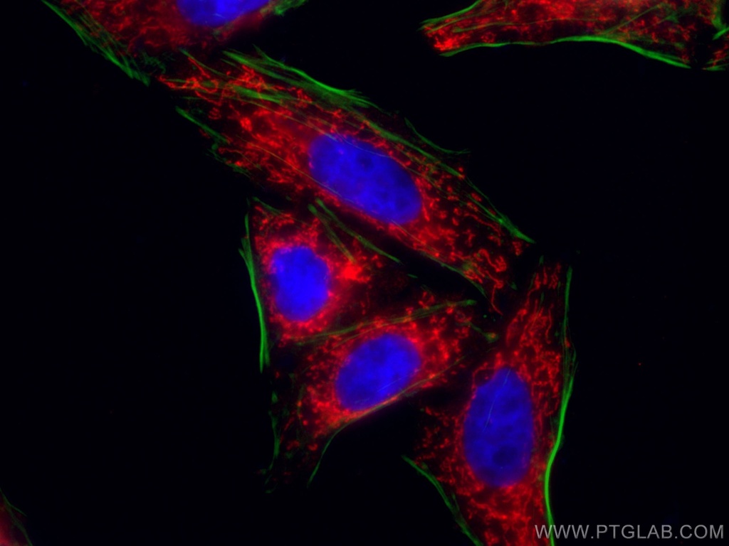CoraLite®594-conjugated SDHA Monoclonal antibody