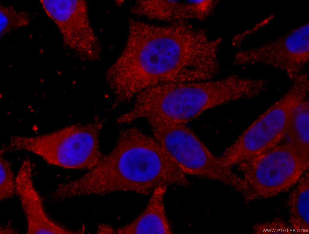CoraLite®594-conjugated GSTA1 Monoclonal antibody