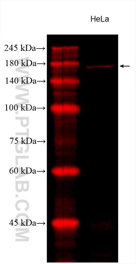 CoraLite®594-conjugated ROCK2 Monoclonal antibody
