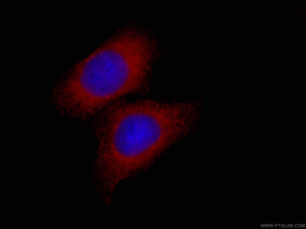 CoraLite®594-conjugated EIF4E Monoclonal antibody