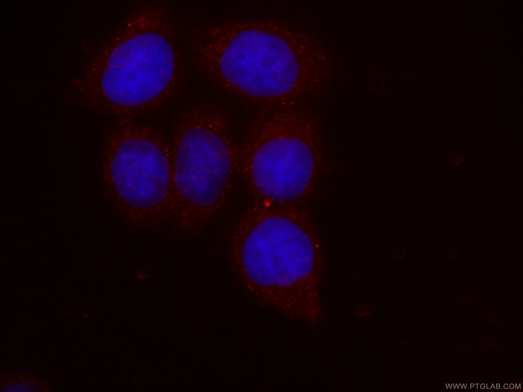 CoraLite®594-conjugated NRBP2 Monoclonal antibody