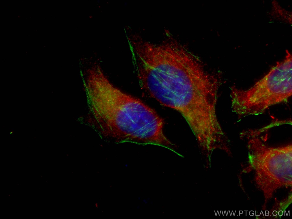 CoraLite®594-conjugated TNFAIP3 Monoclonal antibody