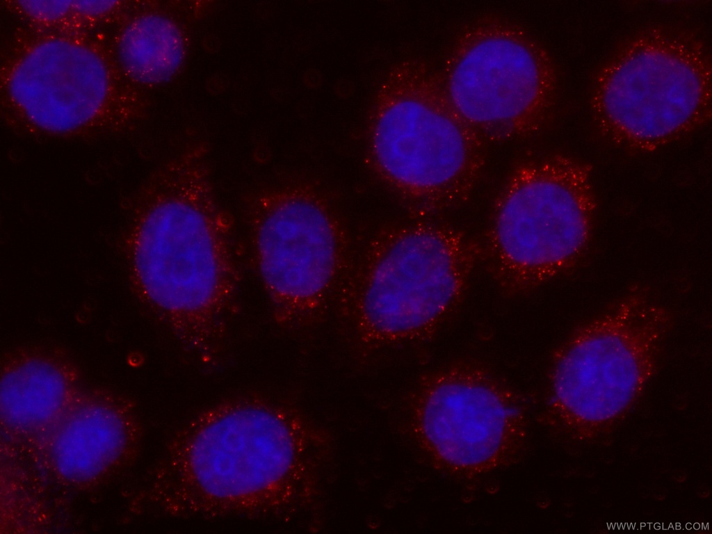 CoraLite®594-conjugated MTAP Monoclonal antibody