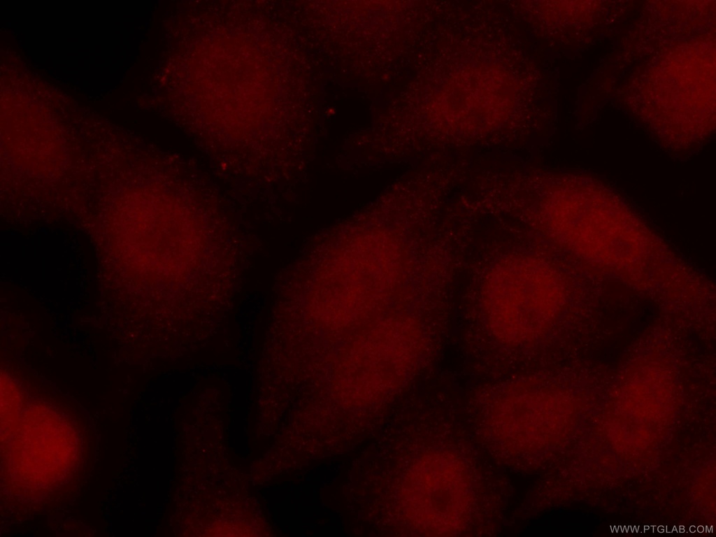 CoraLite®594-conjugated ARNT,HIF1B Monoclonal antibody