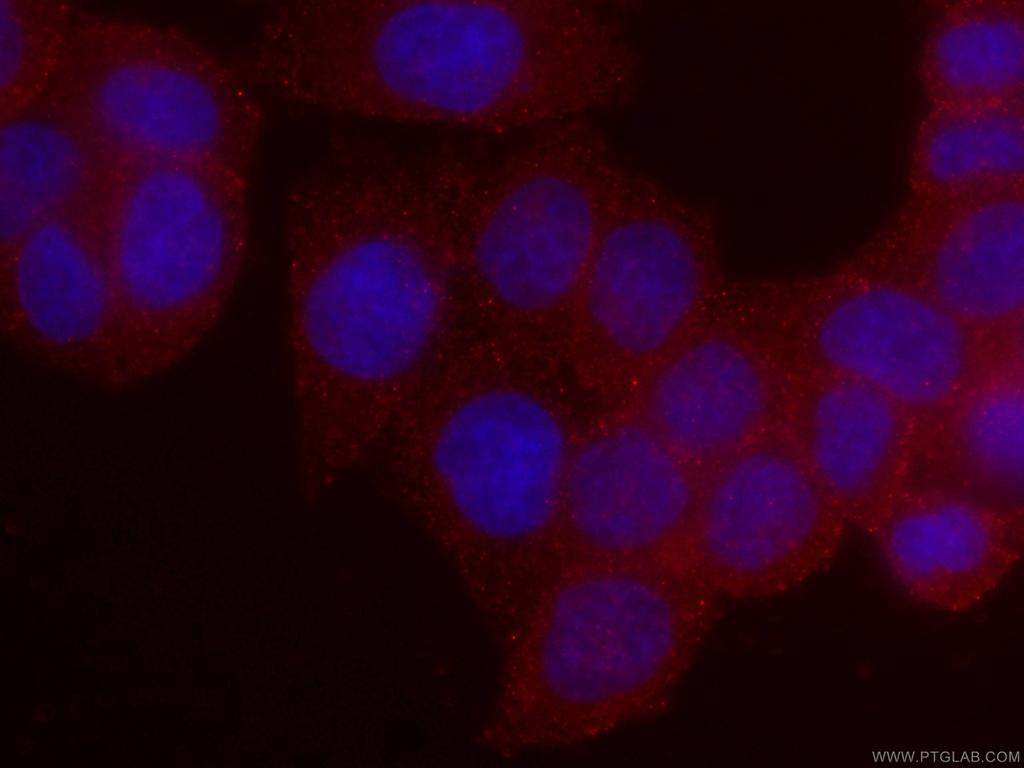 CoraLite®594-conjugated RHOA Monoclonal antibody