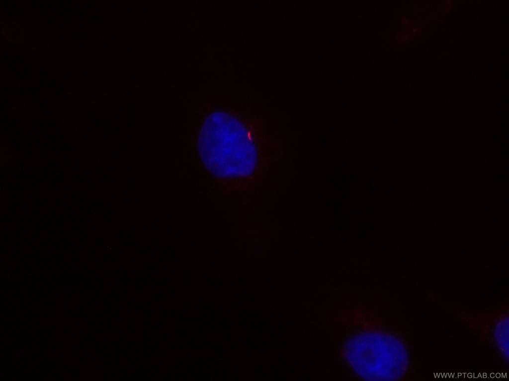 CoraLite®594-conjugated ARL13B Monoclonal antibody