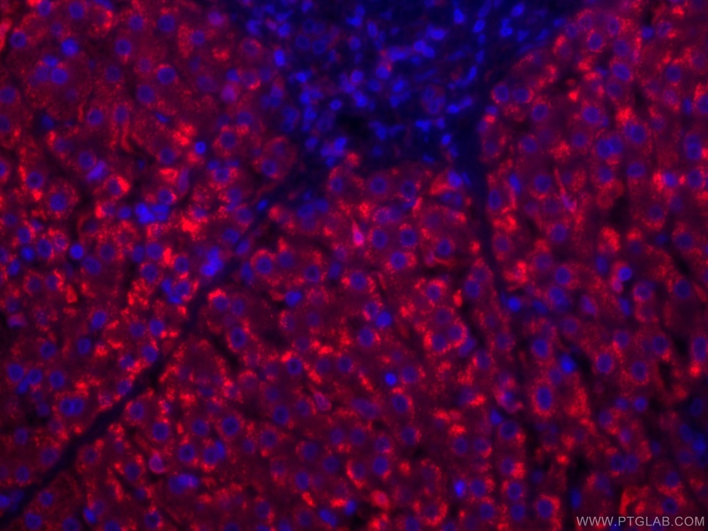 CoraLite®594-conjugated HO-1/HMOX1 Monoclonal antibody