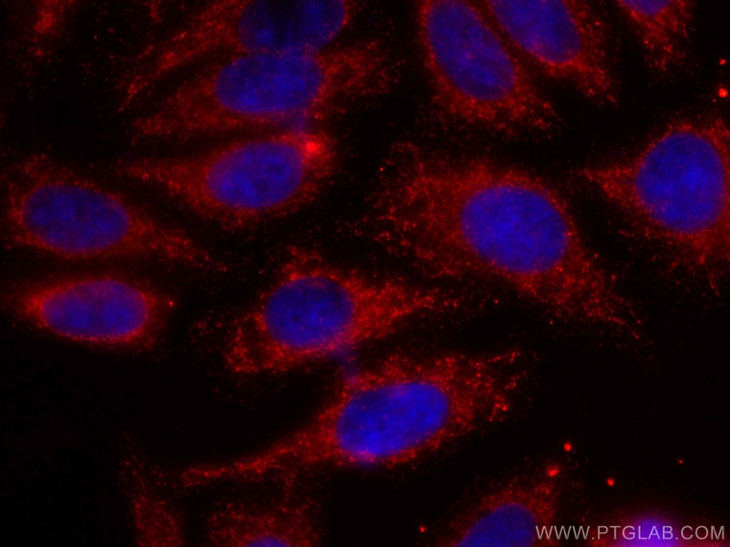 CoraLite®594-conjugated LACTB Monoclonal antibody