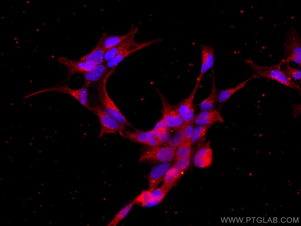 CoraLite®594-conjugated CRACR2A Monoclonal antibody