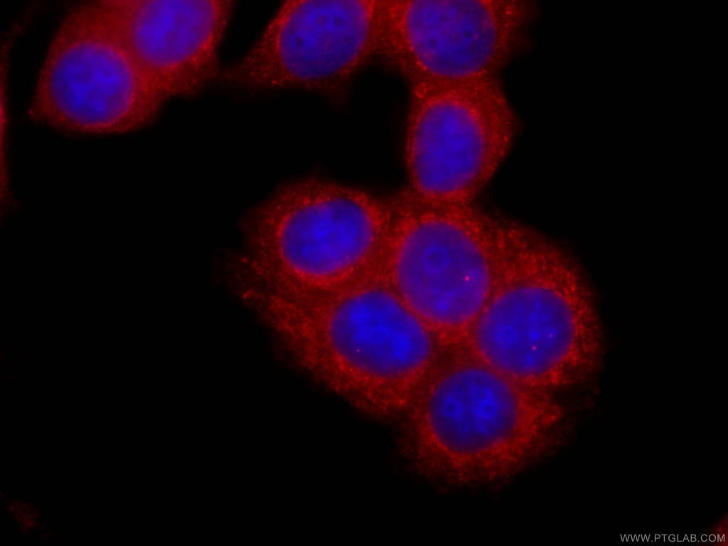 CoraLite®594-conjugated PTPN11 Monoclonal antibody