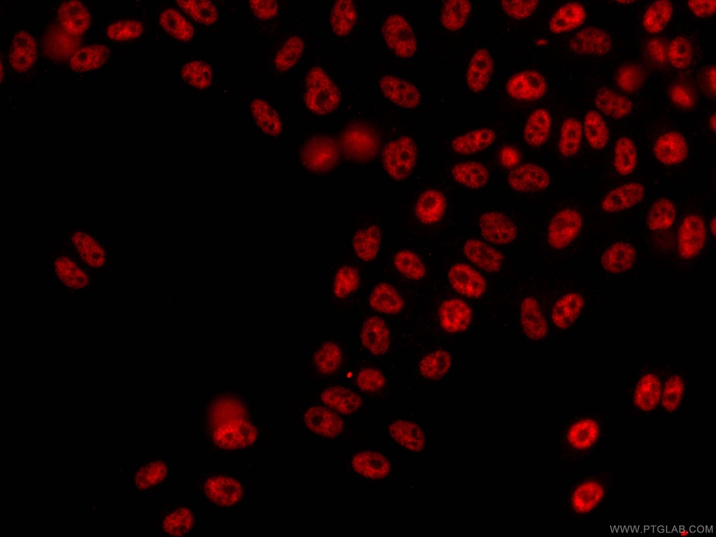 CoraLite®594-conjugated NRF1 Monoclonal antibody