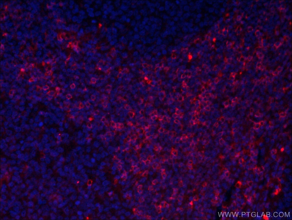 CoraLite®594-conjugated CD8 Monoclonal antibody