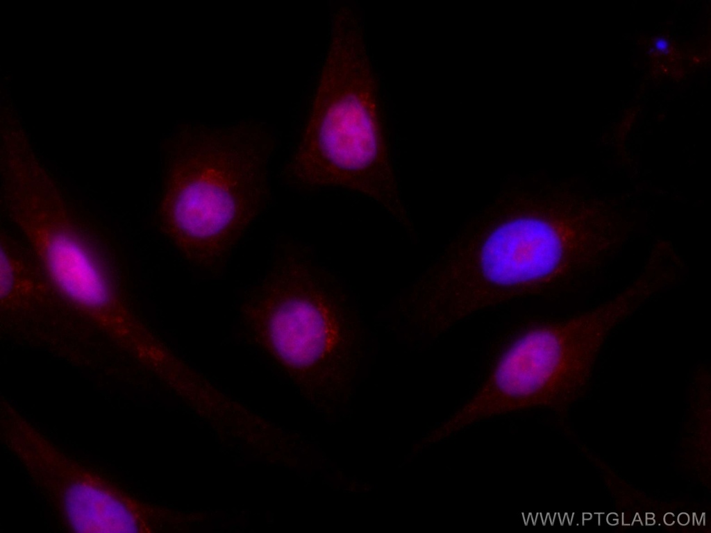 CoraLite®594-conjugated RDM1 Monoclonal antibody