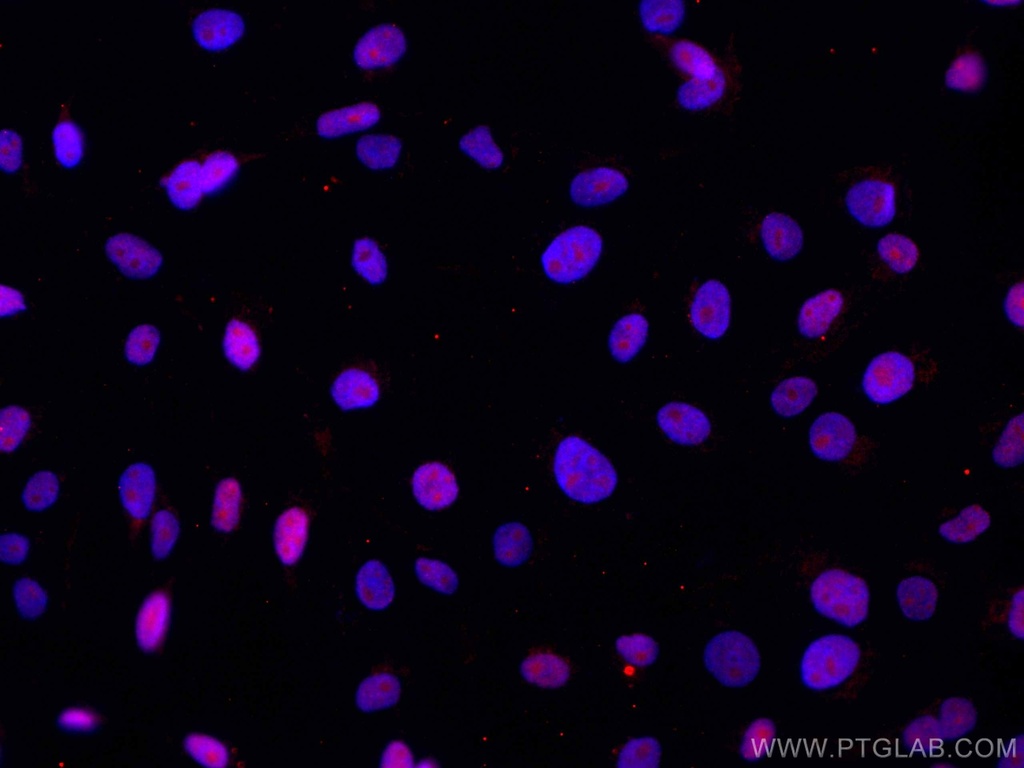 CoraLite®594-conjugated DBR1 Monoclonal antibody
