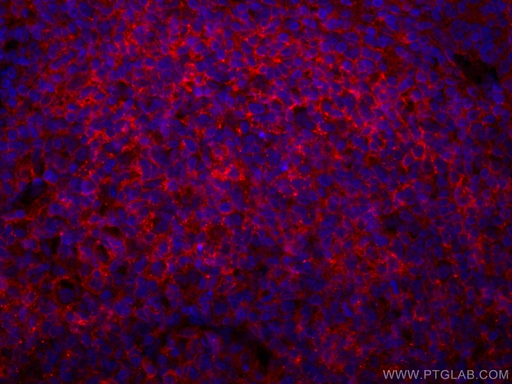 CoraLite®594-conjugated CD40 Monoclonal antibody