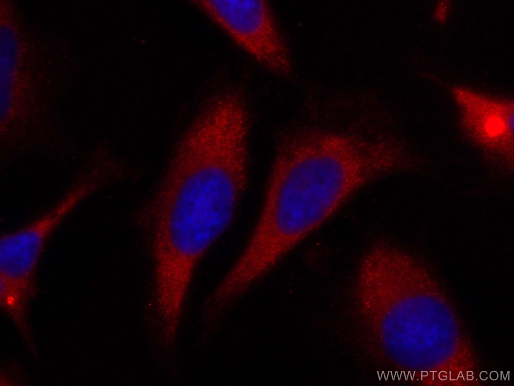 CoraLite®594-conjugated hIST1 Monoclonal antibody